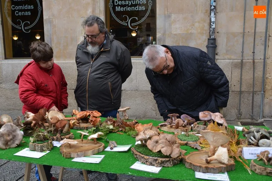 Foto 5 - La Sociedad Micol&oacute;gica Salmantina &lsquo;Lazarillo&rsquo; pone en marcha una exposici&oacute;n para celebrar sus ...