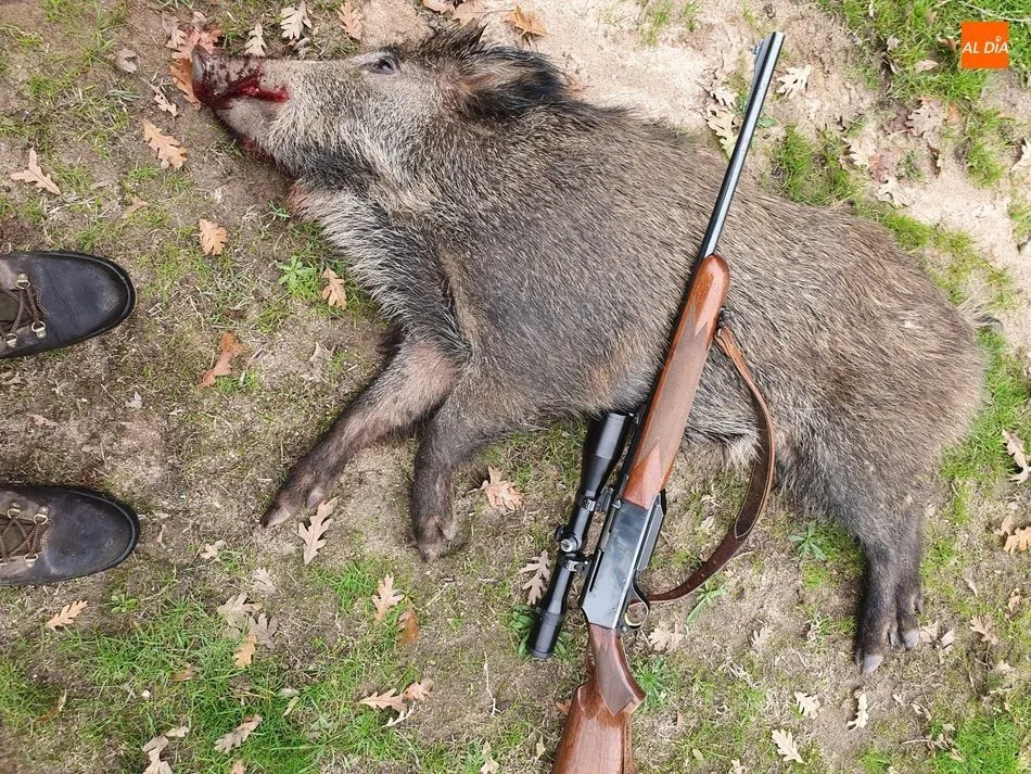 Foto 3 - Buen cochino abatido por Juli&aacute;n Mart&iacute;n en la monter&iacute;a de Las Ca&ntilde;adas
