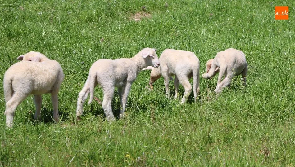 La realidad llega a los lechazos con una bajada de -0,10 €/K. / CORRAL