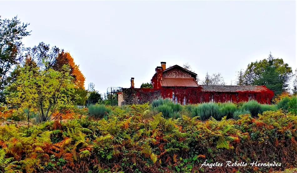 Sueño de los helechos