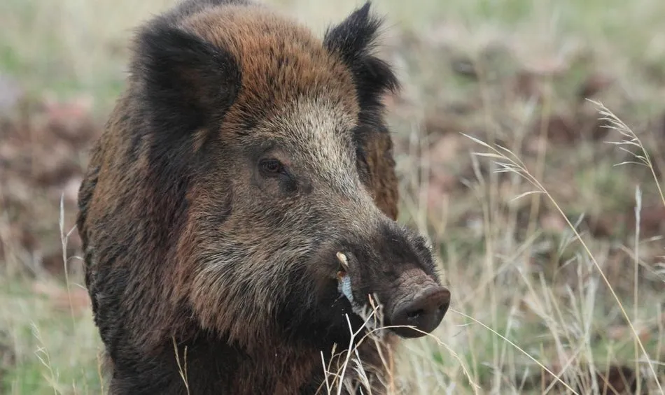Imagen de archivo de un jabalí / EP