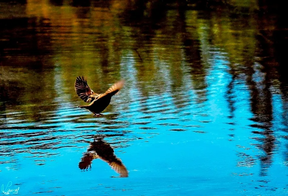Reflejos de libertad