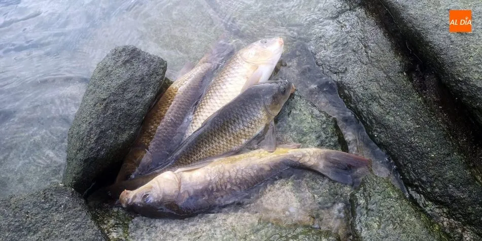 Foto 5 - La Sociedad Charra celebra el Campeonato del Pavo de pesca en el embalse de Almendra  