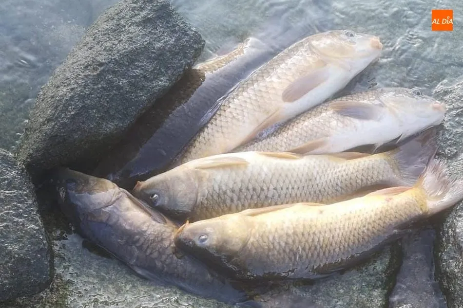 Foto 3 - La Sociedad Charra celebra el Campeonato del Pavo de pesca en el embalse de Almendra  
