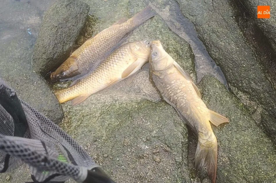 Foto 2 - La Sociedad Charra celebra el Campeonato del Pavo de pesca en el embalse de Almendra  