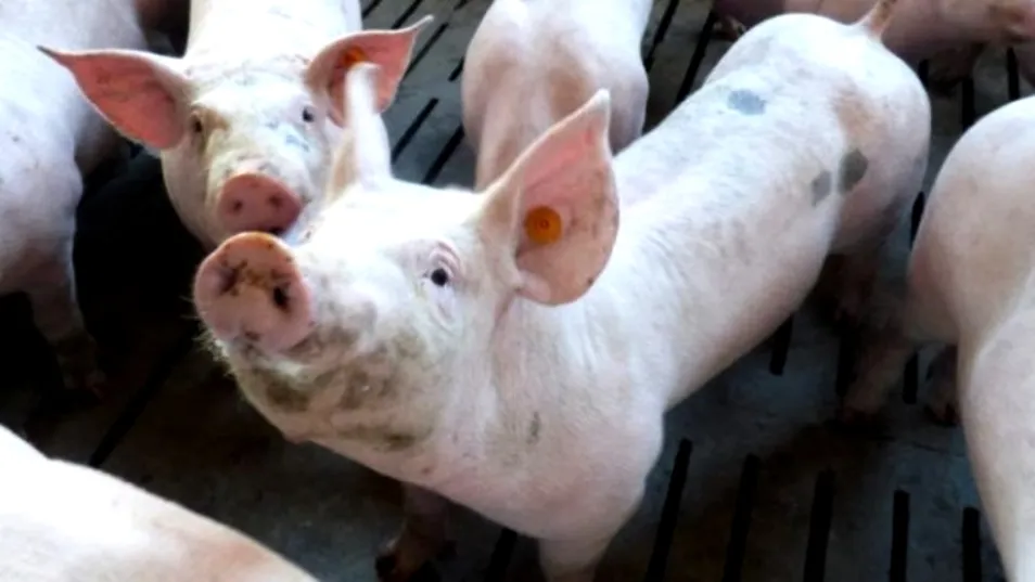 Los tostones repitieron precio a pesar de la proximidad de la Navidad