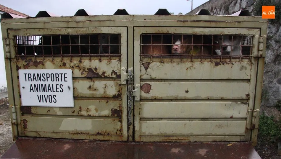 Los núcleos zoolçogicos podrán disponer de un espacio anejo para la desinfección de los vehículos de transporte / CORRAL