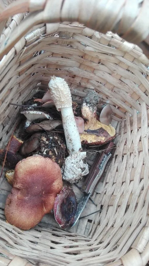 Foto 11 - Exitosa jornada micol&oacute;gica en Robleda bajo la tutela de la Mancomunidad Alto &Aacute;gueda  
