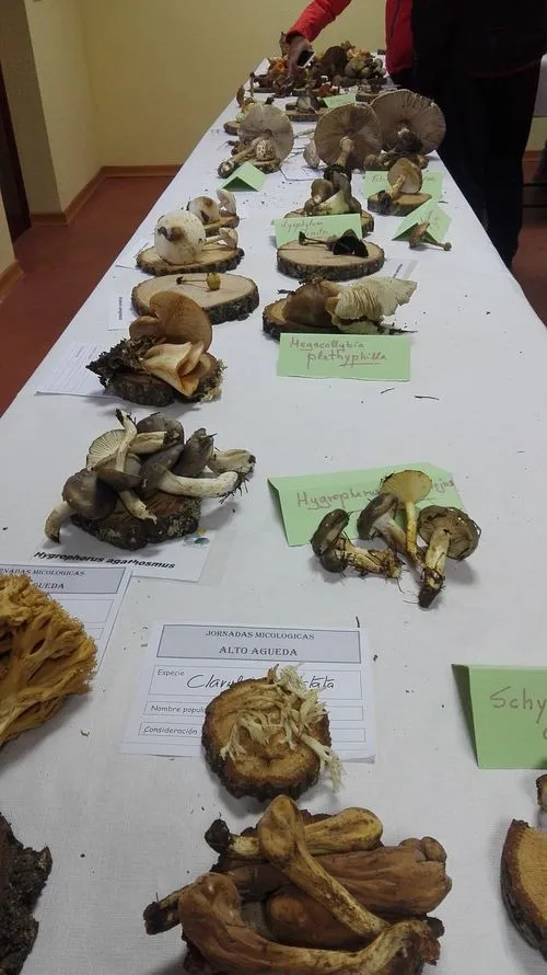 Foto 10 - Exitosa jornada micol&oacute;gica en Robleda bajo la tutela de la Mancomunidad Alto &Aacute;gueda  