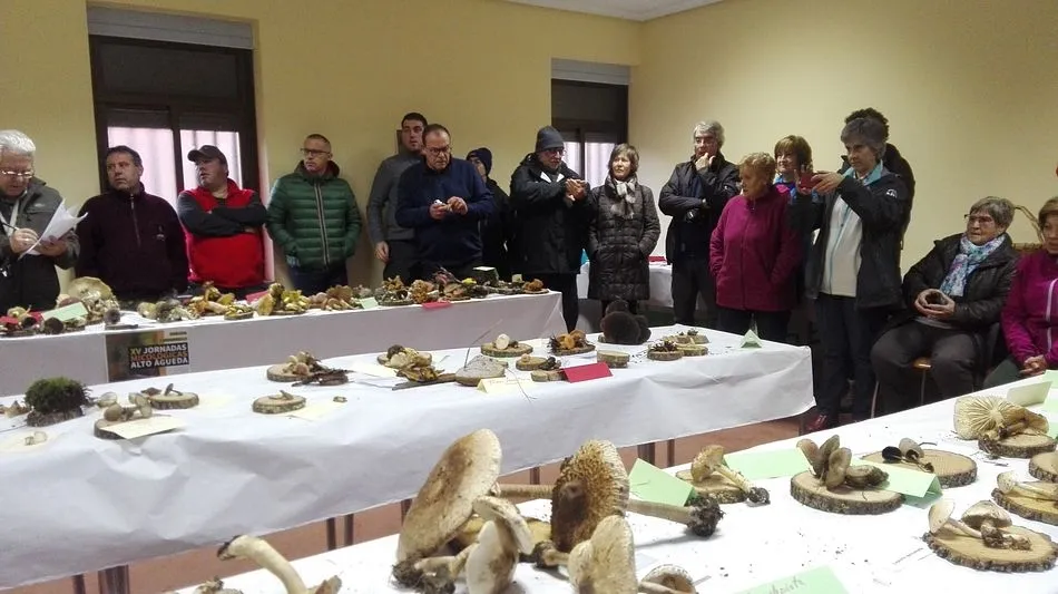 Foto 9 - Exitosa jornada micol&oacute;gica en Robleda bajo la tutela de la Mancomunidad Alto &Aacute;gueda  