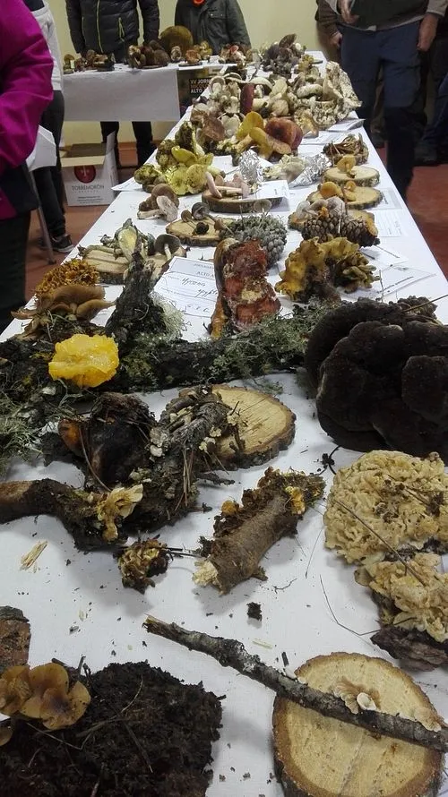 Foto 8 - Exitosa jornada micol&oacute;gica en Robleda bajo la tutela de la Mancomunidad Alto &Aacute;gueda  