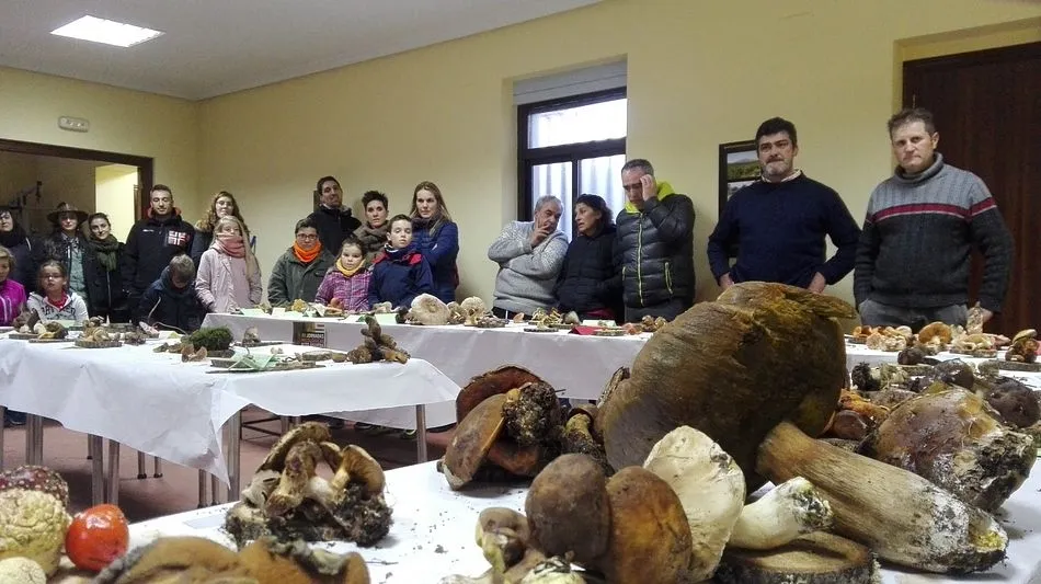 Más de un centenar de hongos diferentes en la recolecta matinal/ Fotos:Tomás Mateos