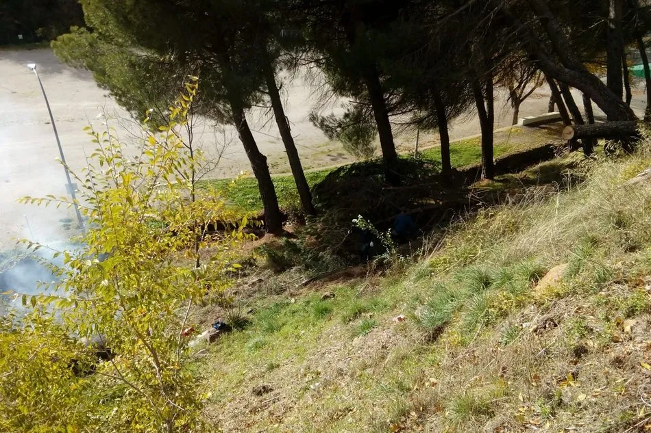 Foto 2 - El Ayuntamiento retira las con&iacute;feras da&ntilde;adas por el viento en la zona de Los Pinos