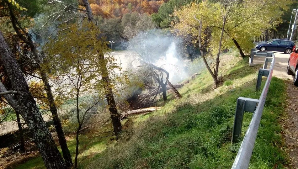 Retirada de árboles en el Talud junto al Recinto Ferial