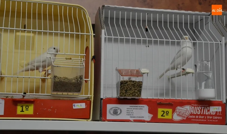 Foto 9 - En marcha la Exposici&oacute;n Ornitol&oacute;gica con la cifra de p&aacute;jaros y criadores m&aacute;s alta de los...