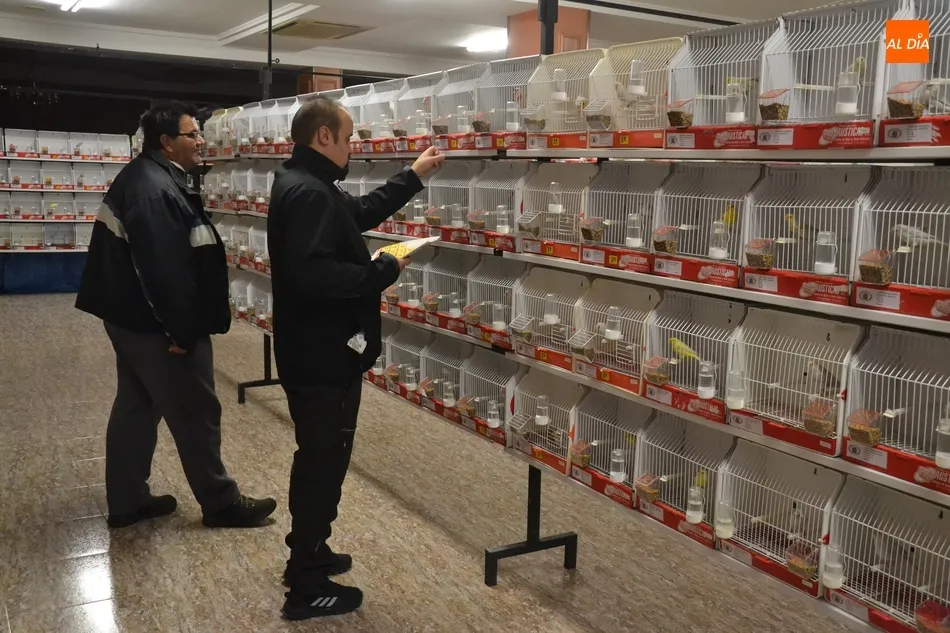Foto 11 - En marcha la Exposici&oacute;n Ornitol&oacute;gica con la cifra de p&aacute;jaros y criadores m&aacute;s alta de los...