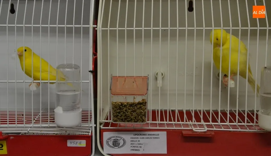 Foto 6 - En marcha la Exposici&oacute;n Ornitol&oacute;gica con la cifra de p&aacute;jaros y criadores m&aacute;s alta de los...