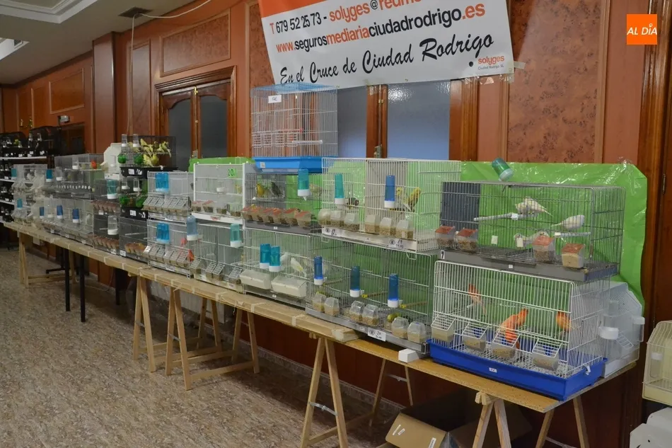 Foto 5 - En marcha la Exposici&oacute;n Ornitol&oacute;gica con la cifra de p&aacute;jaros y criadores m&aacute;s alta de los...