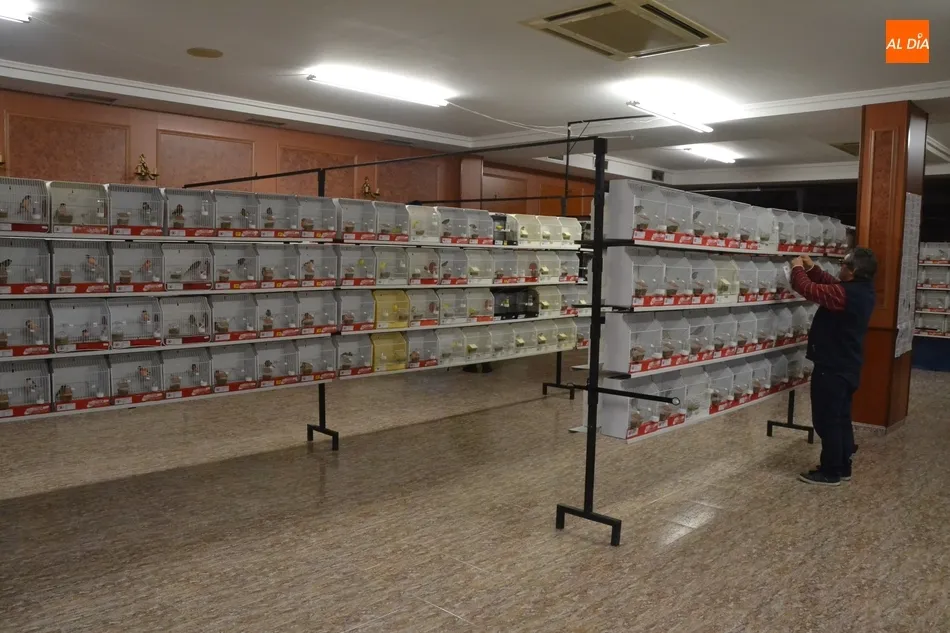 Foto 2 - En marcha la Exposici&oacute;n Ornitol&oacute;gica con la cifra de p&aacute;jaros y criadores m&aacute;s alta de los...