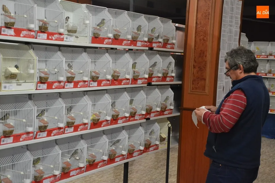 Foto 4 - En marcha la Exposici&oacute;n Ornitol&oacute;gica con la cifra de p&aacute;jaros y criadores m&aacute;s alta de los...
