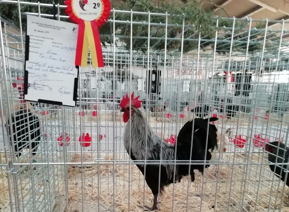 Foto 4 - El ledesmino Juli&aacute;n Salinas suma seis premios en Campeonato Nacional de aves celebrado en Murcia  