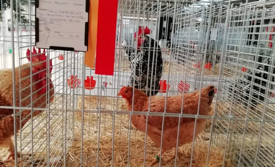 Uno de los ejemplares ganadores con los que concurría al certamen el ledesmino Julián Salinas