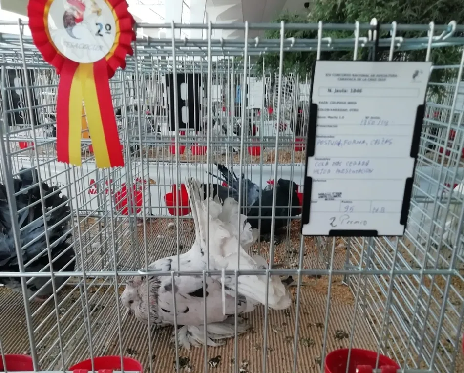 Foto 3 - El ledesmino Juli&aacute;n Salinas suma seis premios en Campeonato Nacional de aves celebrado en Murcia  