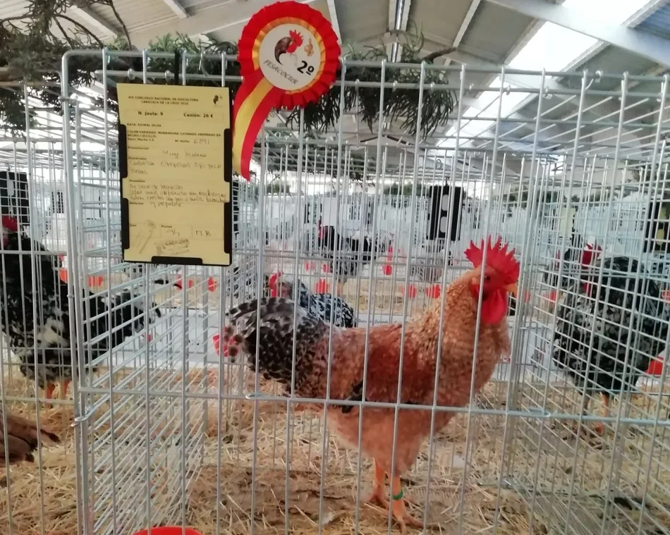 Foto 2 - El ledesmino Juli&aacute;n Salinas suma seis premios en Campeonato Nacional de aves celebrado en Murcia  