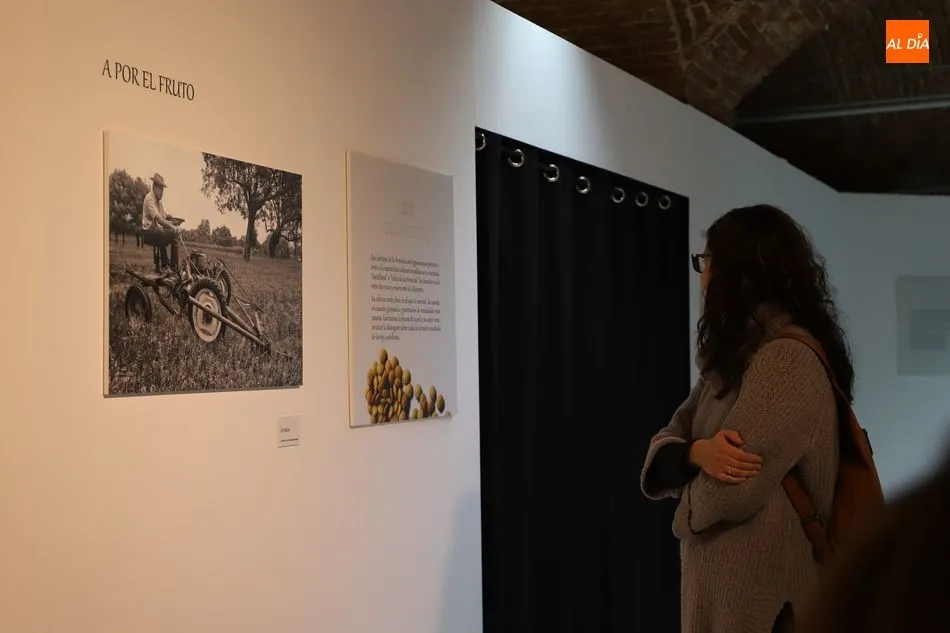Foto 11 - El Museo del Comercio dedica una exposici&oacute;n a la producci&oacute;n de la lenteja en La Armu&ntilde;a