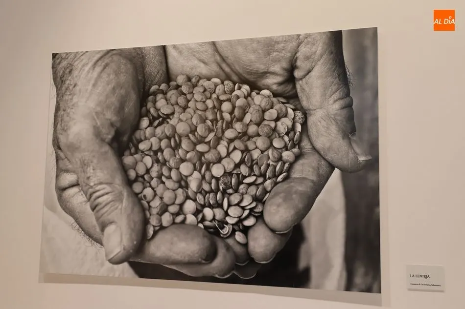 Foto 8 - El Museo del Comercio dedica una exposici&oacute;n a la producci&oacute;n de la lenteja en La Armu&ntilde;a