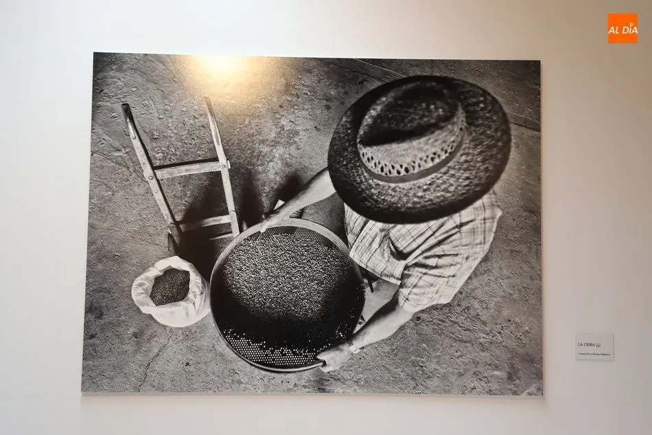Foto 5 - El Museo del Comercio dedica una exposici&oacute;n a la producci&oacute;n de la lenteja en La Armu&ntilde;a
