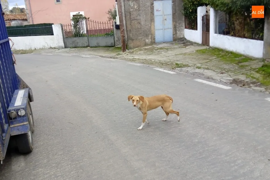 Foto 2 - Una perra mestiza de color marr&oacute;n se encuentra extraviada en Picones  