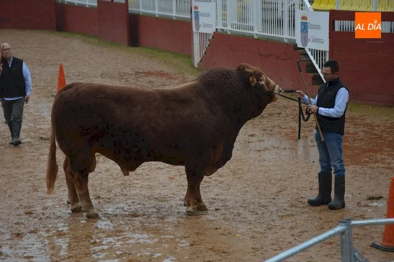 El toro logró alcanzar la cifra de 8.255€ / Lydia González