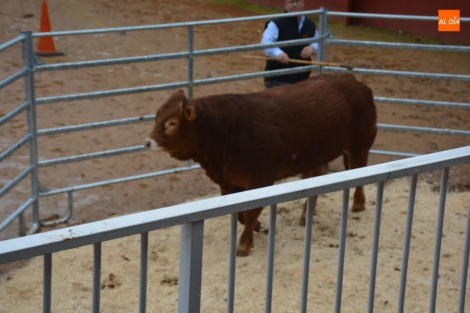 Foto 10 - Subastados doce novillos y un toro de raza limusina en el recinto de la Diputaci&oacute;n