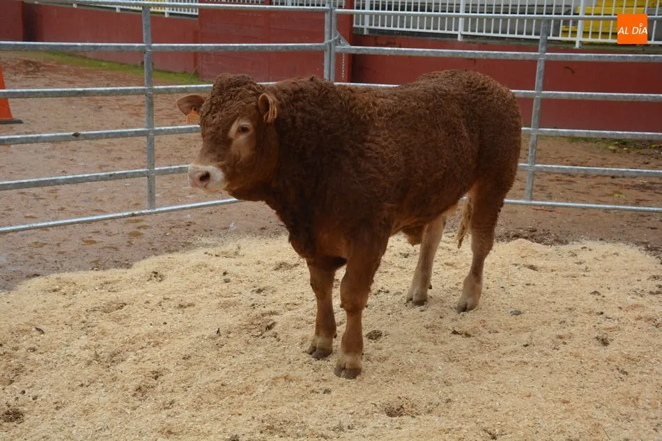 Foto 7 - Subastados doce novillos y un toro de raza limusina en el recinto de la Diputaci&oacute;n