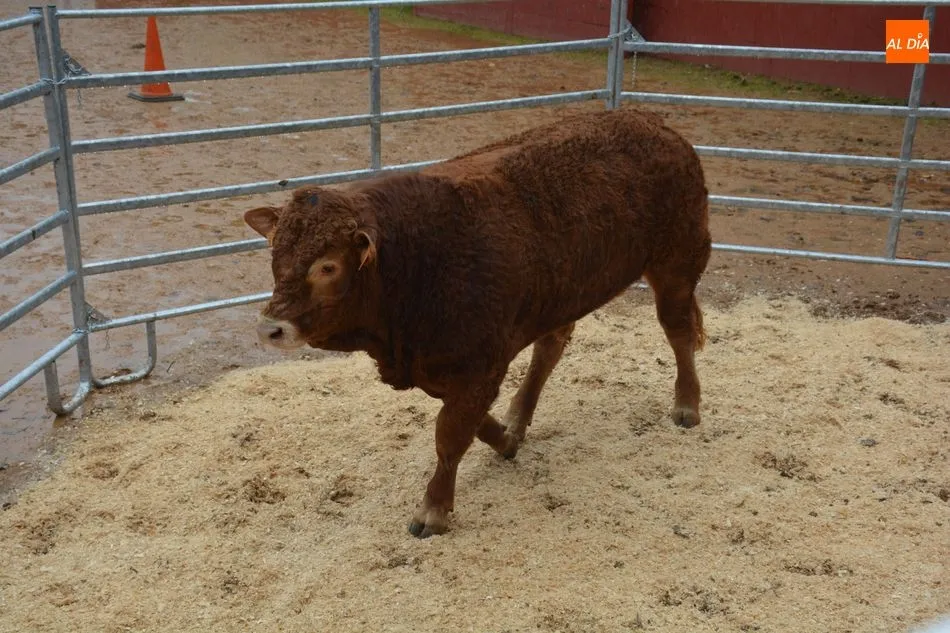 Foto 6 - Subastados doce novillos y un toro de raza limusina en el recinto de la Diputaci&oacute;n
