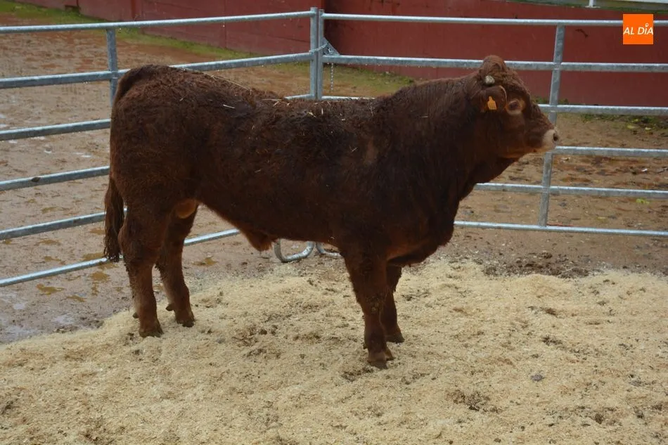 Foto 5 - Subastados doce novillos y un toro de raza limusina en el recinto de la Diputaci&oacute;n