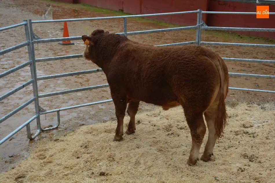 Foto 3 - Subastados doce novillos y un toro de raza limusina en el recinto de la Diputaci&oacute;n