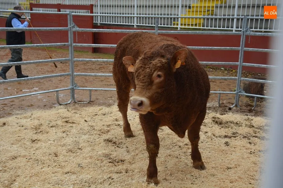 Foto 2 - Subastados doce novillos y un toro de raza limusina en el recinto de la Diputaci&oacute;n