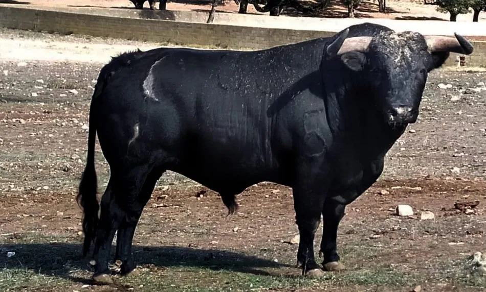 León, primer astado desvelado del Carnaval del Toro 2020  