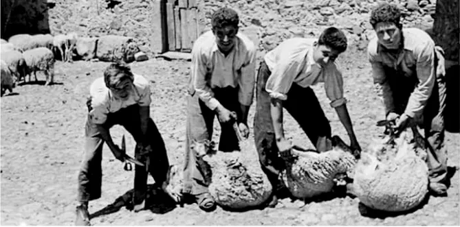 El oficio de esquilador en la Salamanca rural de mediados del XX