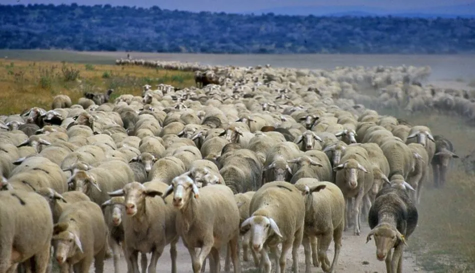 Ovejas en Salmoral. Foto de Santiago Bayón
