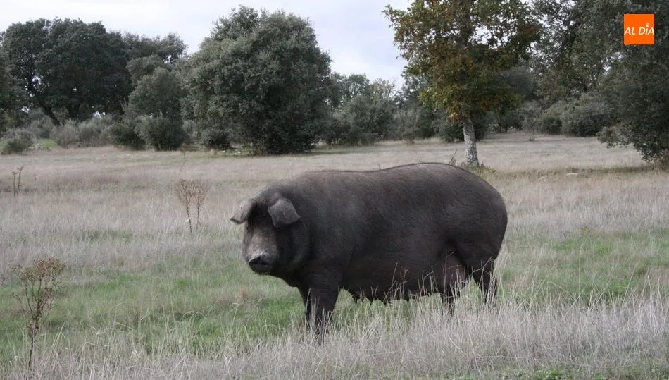 Una nueva subida de la carne de vacuno pone al alza los terneros para vida  