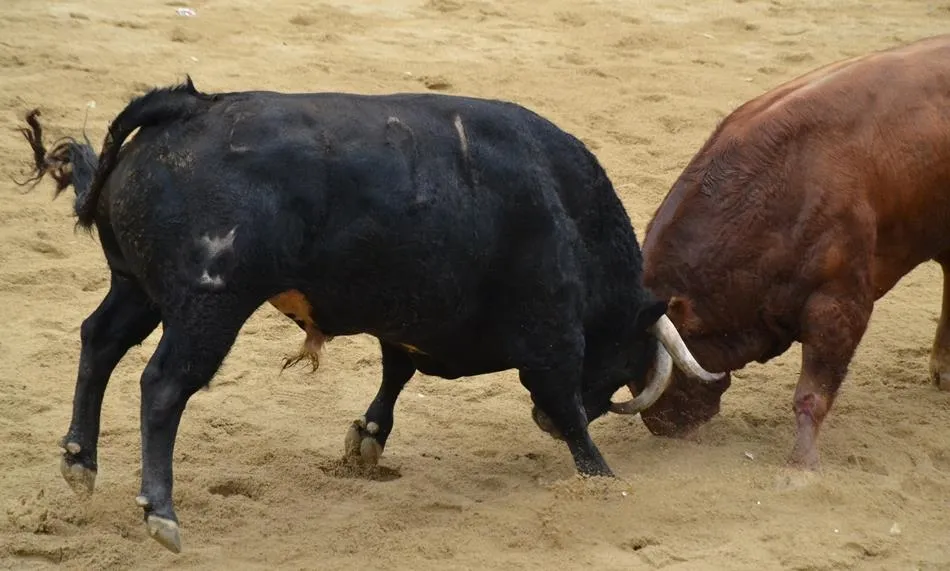 Sale a licitación la carne de todos los astados que protagonizarán el Carnaval del Toro 2020  