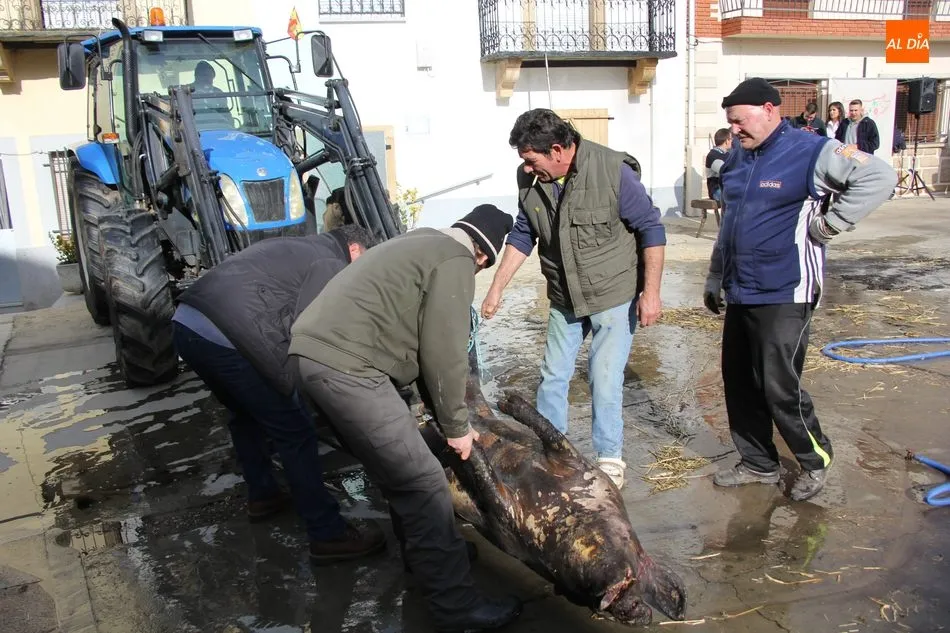 Foto 11 - Saucelle celebra con una excelente afluencia de p&uacute;blico su XI Matanza Tradicional  