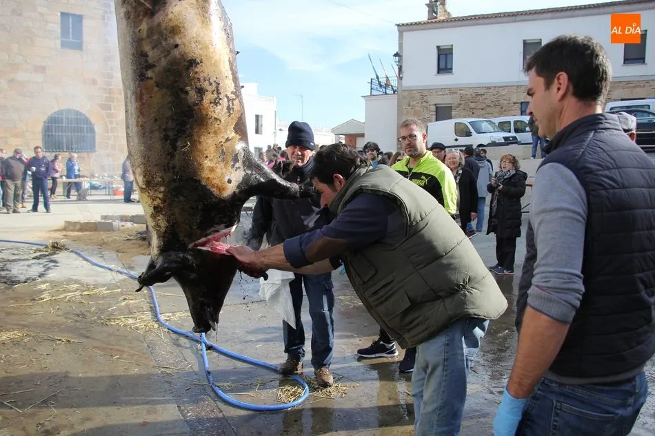 Foto 10 - Saucelle celebra con una excelente afluencia de p&uacute;blico su XI Matanza Tradicional  