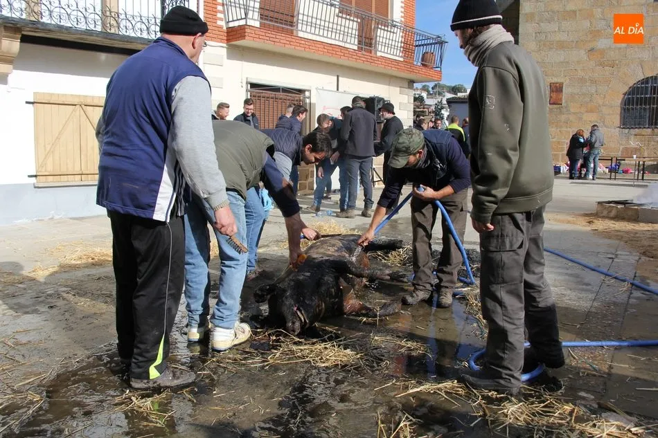 Foto 8 - Saucelle celebra con una excelente afluencia de p&uacute;blico su XI Matanza Tradicional  