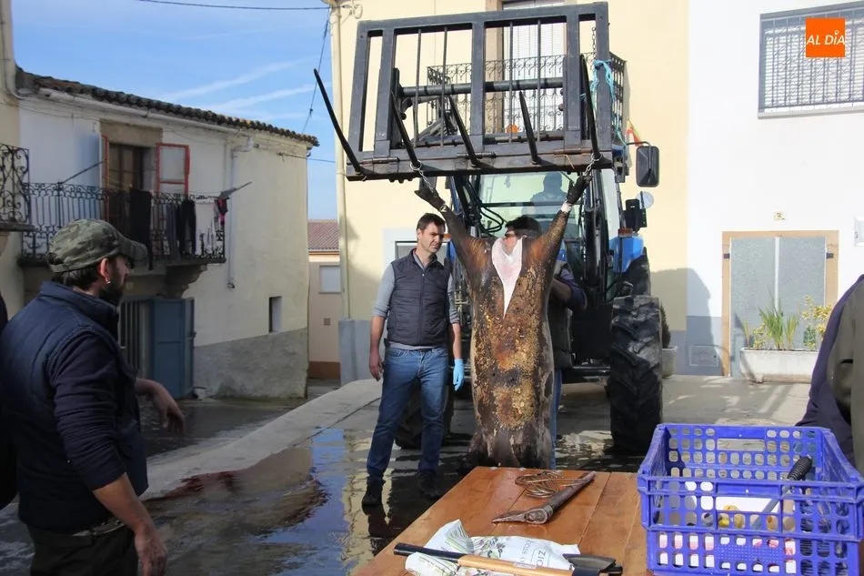 Foto 6 - Saucelle celebra con una excelente afluencia de p&uacute;blico su XI Matanza Tradicional  