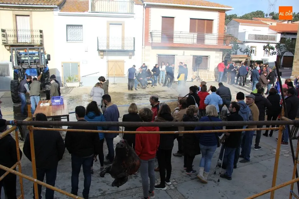 Saucelle celebra con una excelente afluencia de público su XI Matanza Tradicional  