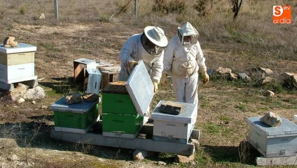 España es el segundo productor de miel dentro de la Unión Europea